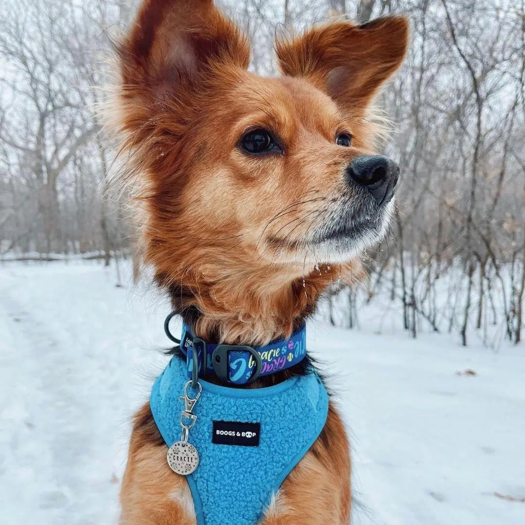 Plush Teddy Fabric Dog Harness – Ultra-Soft & Adjustable | Electric Blue