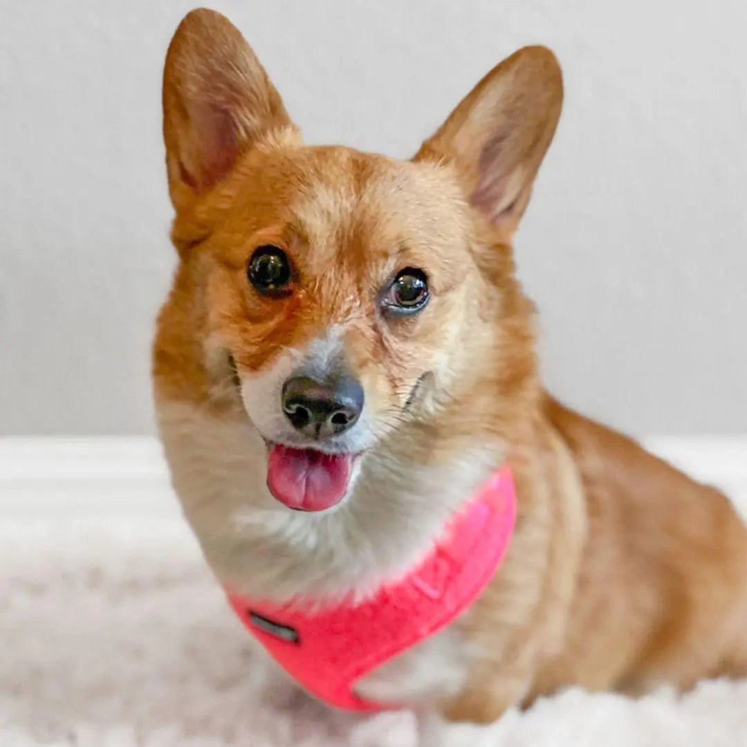 Plush Teddy Fabric Dog Harness – Ultra-Soft & Adjustable | Hot Pink