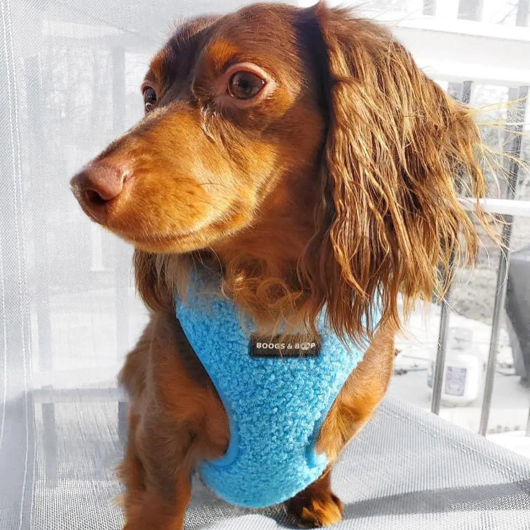 Plush Teddy Fabric Dog Harness – Ultra-Soft & Adjustable | Electric Blue