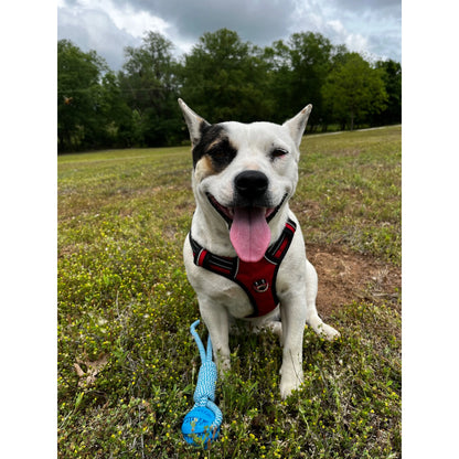 No-Pull Dog Harness – Comfortable, Adjustable Fit for All Breeds