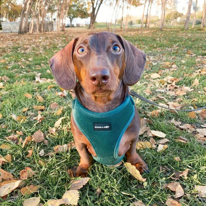 Soft Corduroy Dog Harness – Stylish & Adjustable | Sage Green