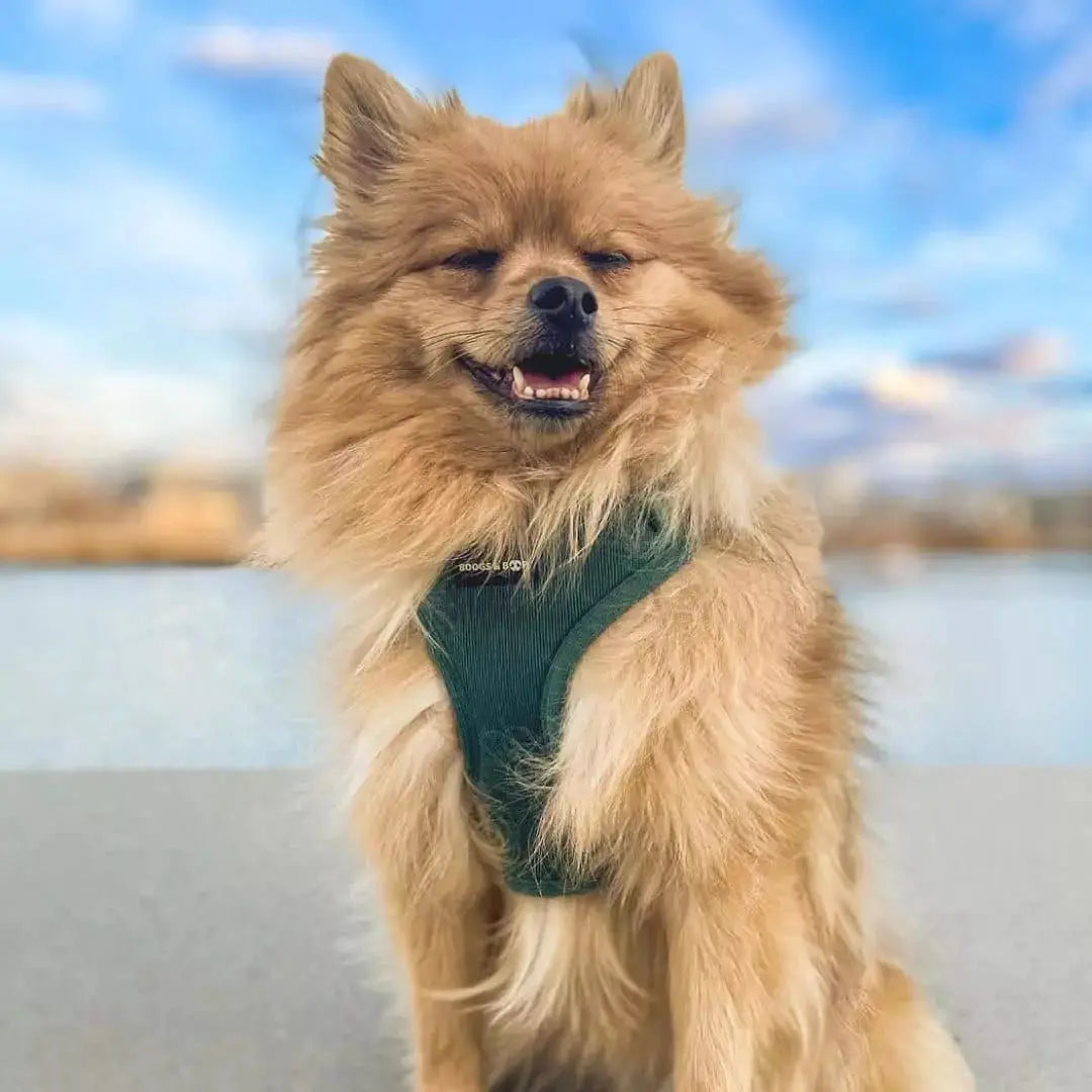 Soft Corduroy Dog Harness – Stylish & Adjustable | Sage Green