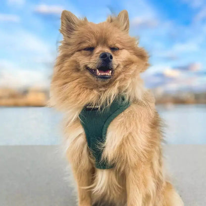 Soft Corduroy Dog Harness – Stylish & Adjustable | Sage Green