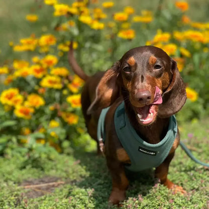 Soft Corduroy Dog Harness – Stylish & Adjustable | Sage Green