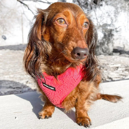 Plush Teddy Fabric Dog Harness – Ultra-Soft & Adjustable | Hot Pink