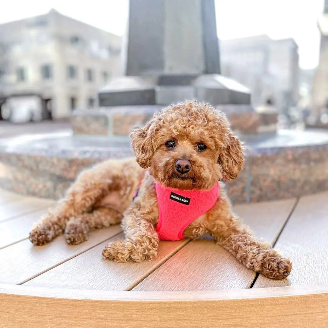 Plush Teddy Fabric Dog Harness – Ultra-Soft & Adjustable | Hot Pink