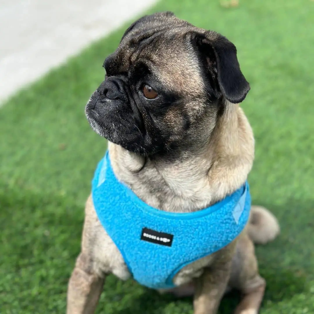 Plush Teddy Fabric Dog Harness – Ultra-Soft & Adjustable | Electric Blue