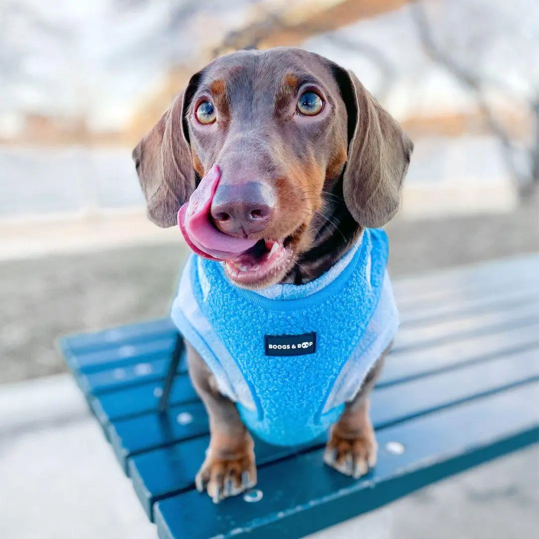 Plush Teddy Fabric Dog Harness – Ultra-Soft & Adjustable | Electric Blue
